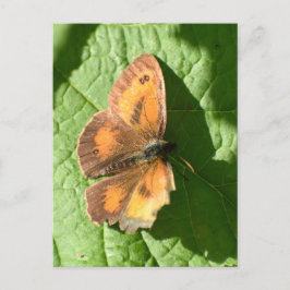 Butterfly Vykort