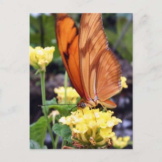 Butterfly Vykort (Framsida)