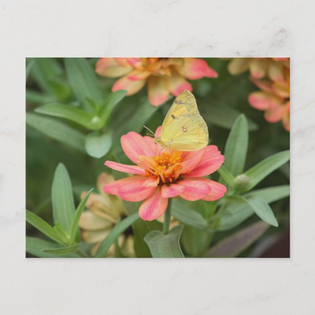 Butterfly Vykort (Framsida)