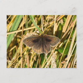 Butterfly Vykort