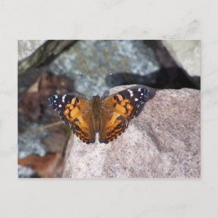 Butterfly Vykort