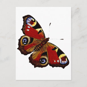 Butterfly Vykort