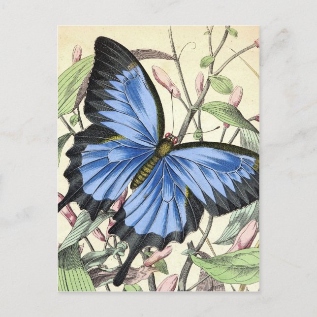 Butterfly Vykort (Framsida)
