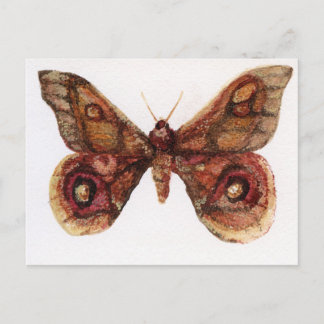 Butterfly Vykort