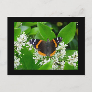 Butterfly Vykort