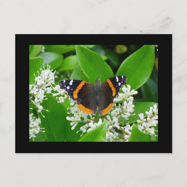 Butterfly Vykort (Framsida)