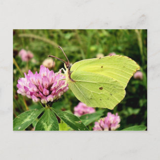 Butterfly Vykort