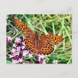 Butterfly Vykort