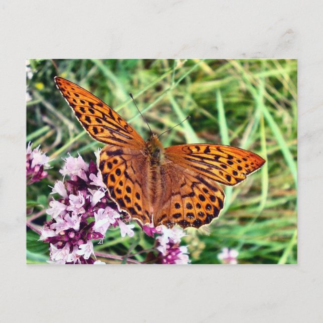 Butterfly Vykort (Framsida)