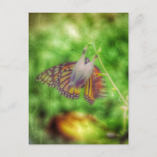 Butterfly Vykort