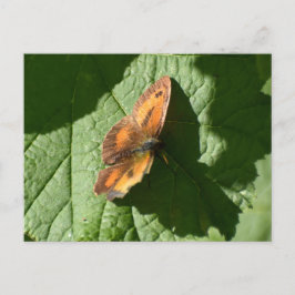 Butterfly Vykort