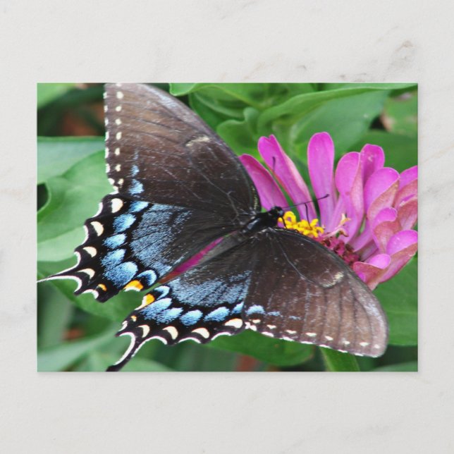 Butterfly Vykort (Framsida)