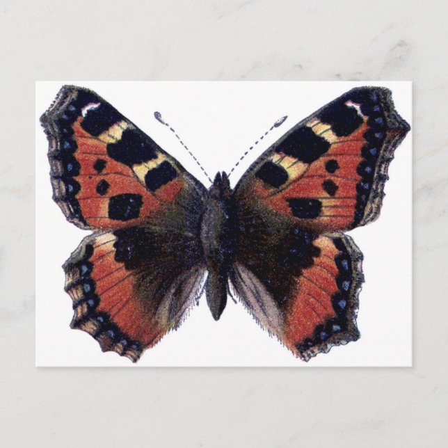 Butterfly Vykort (Framsida)