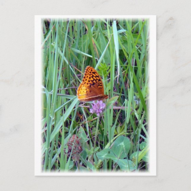 Butterfly Vykort (Framsida)
