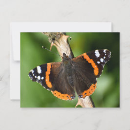Butterfly Vykort
