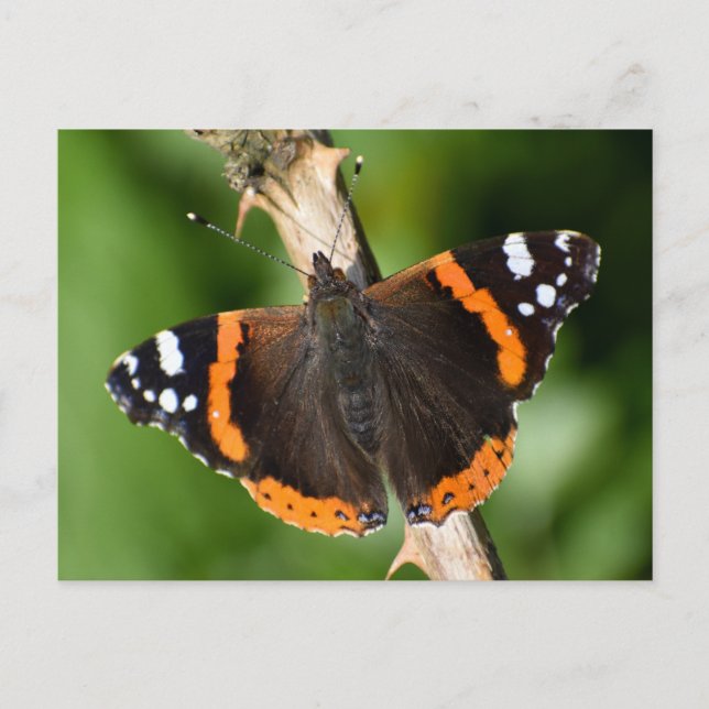 Butterfly Vykort (Framsida)