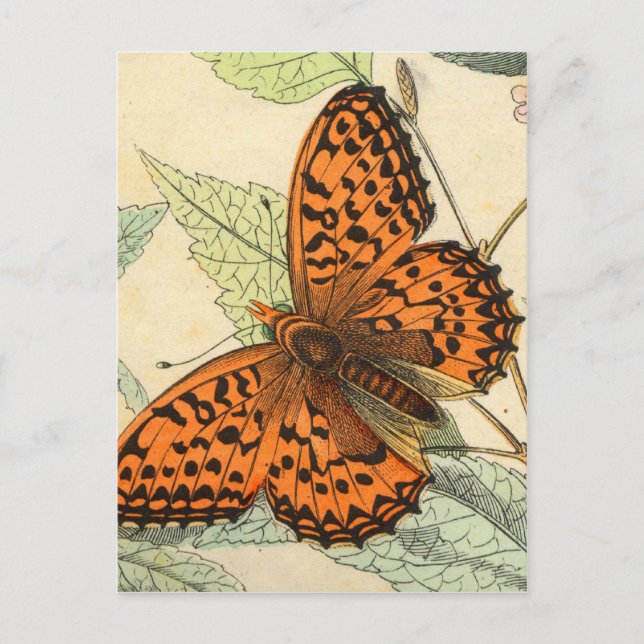 Butterfly Vykort (Framsida)