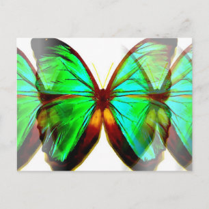 Butterfly Vykort