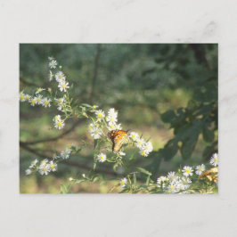 Butterfly Vykort