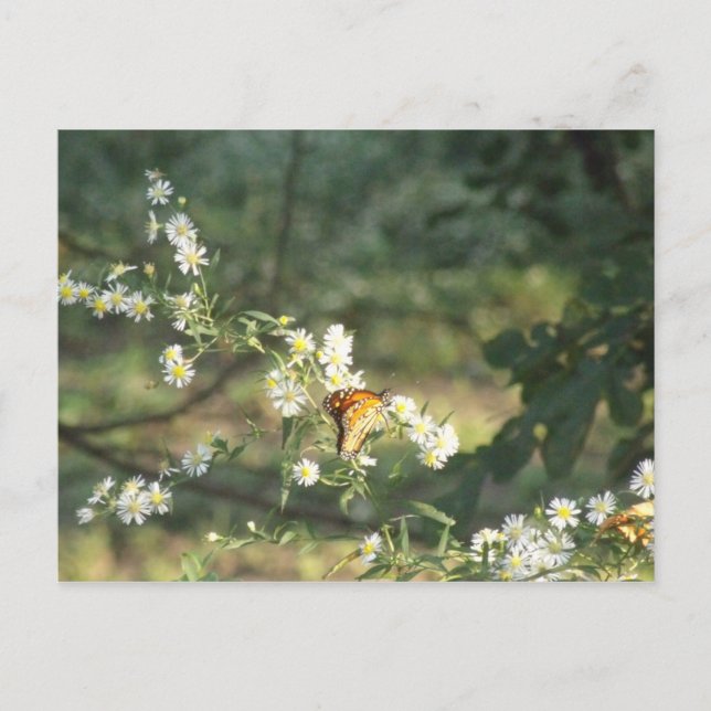 Butterfly Vykort (Framsida)