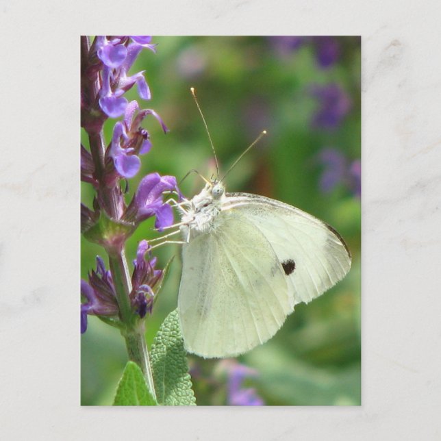 Butterfly Vykort (Framsida)