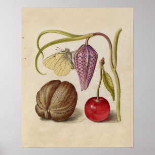 Butterfly Walnut Flower och cherry Watercolor Poster
