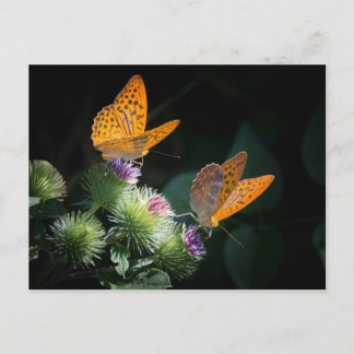BUTTERFLY WILD LIFE INSECT POSTCROSSING VYKORT