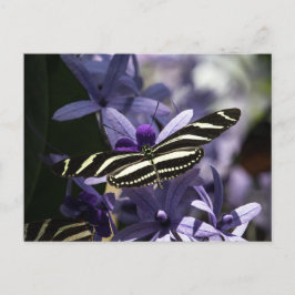 BUTTERFLY WILD LIFE INSECT POSTCROSSING VYKORT