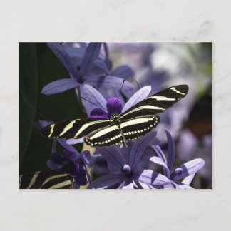 BUTTERFLY WILD LIFE INSECT POSTCROSSING VYKORT
