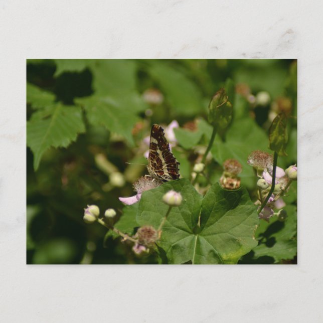 Butterfly with closed wings on a flower vykort (Framsida)
