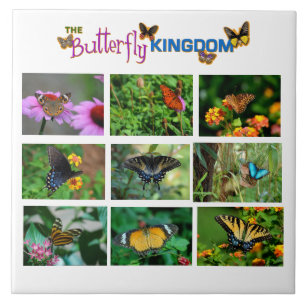 Butterfly World Kakelplatta