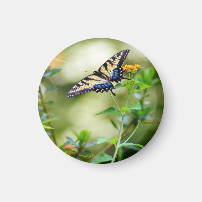 Butterfly World Magnet (Framsidan)