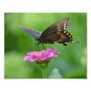 Butterfly Zinnia Photo Print Fototryck