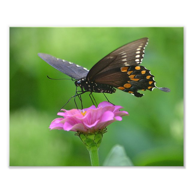 Butterfly Zinnia Photo Print Fototryck (Framsidan)
