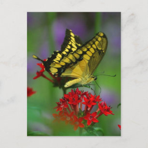 butterflygvykort vykort