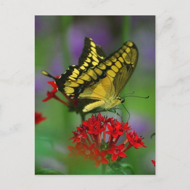 butterflygvykort vykort (Framsida)