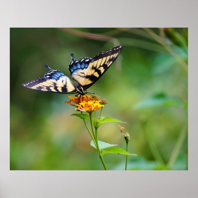 ButterFly'n Poster (Framsidan)