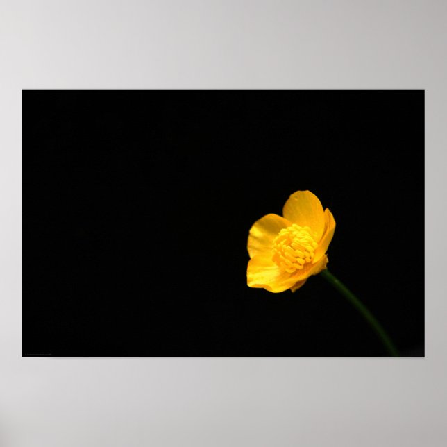 Butterkope Flower wapcn Poster (Framsidan)