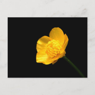 Butterkoppsblomma (Pccnm) Vykort