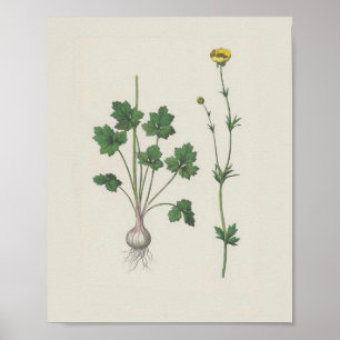 Butterkoppsblomma Poster