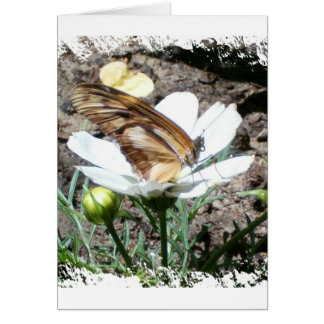 Butterly på blomma hälsningskort