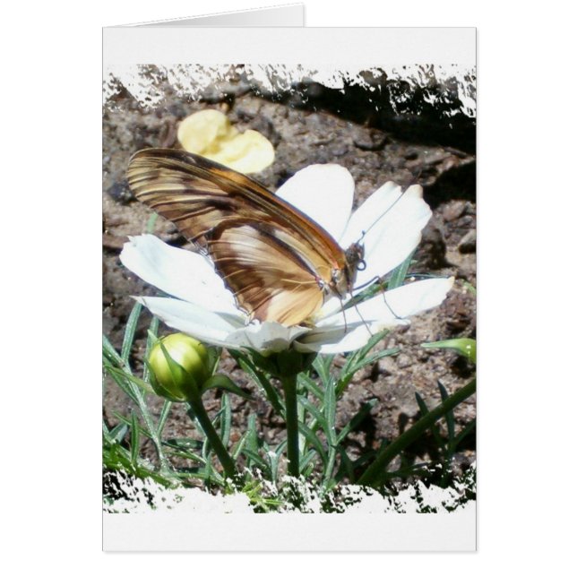 Butterly på blomma hälsningskort (Framsidan)