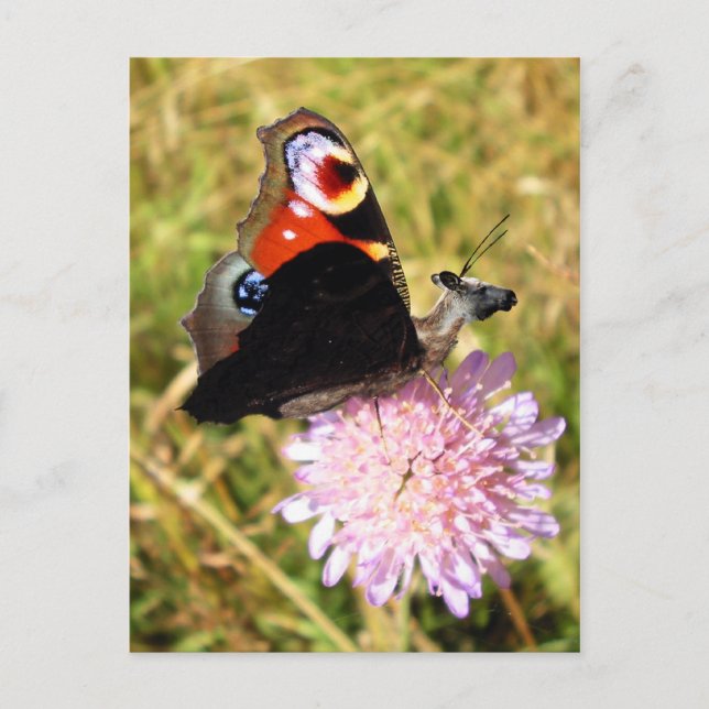 Buttermosa Vykort (Framsida)