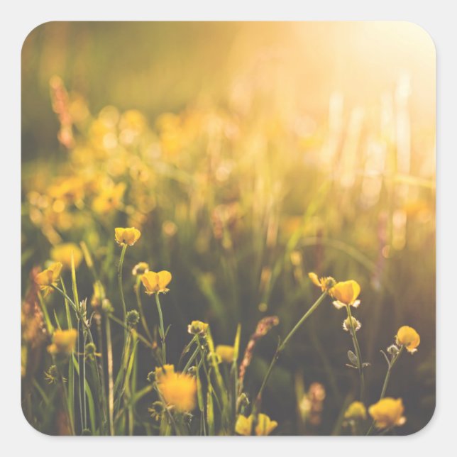 Butterpe Sundown Fyrkantigt Klistermärke (Framsida)