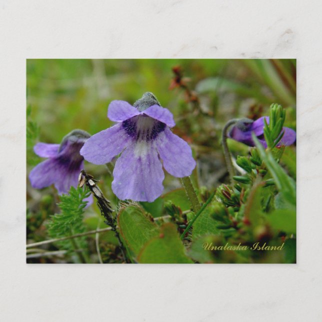 Butterwort eller Bog Violet, Unalaska Island Vykort (Framsida)