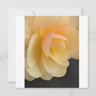 Buttery Begonia Note Card Tack Kort