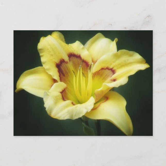 Buttery Gult - Daylily Vykort (Framsida)