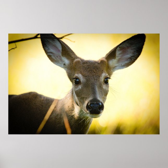 Button Buck Poster (Framsidan)