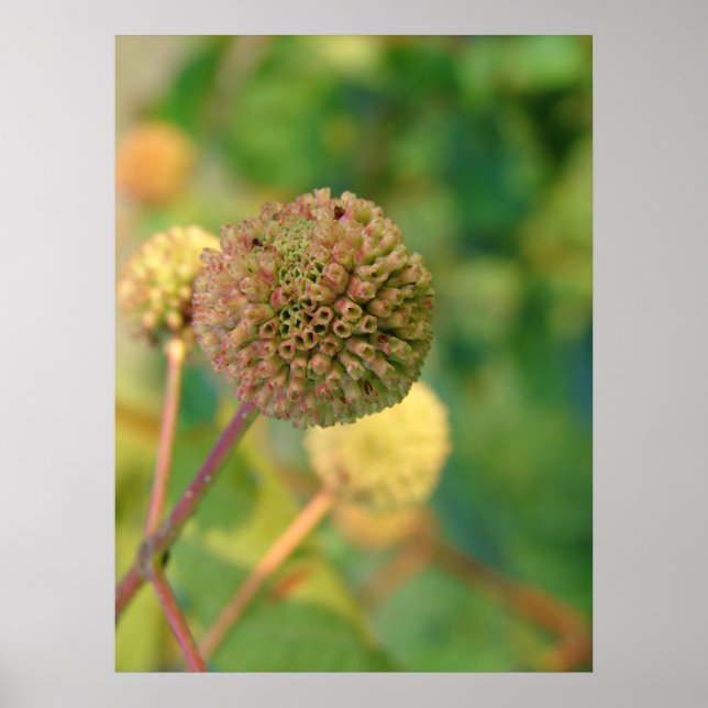 Button Bush #2 Poster (Framsidan)