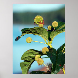 Button Bush i Mississippi River Poster